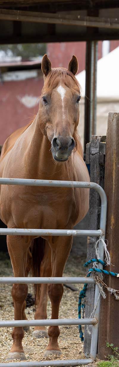 horse-riding-17