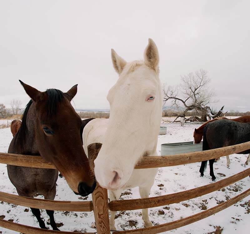 horse-riding-2